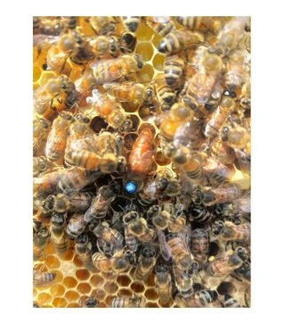 Матка плідна Кордован (MP009KOP)