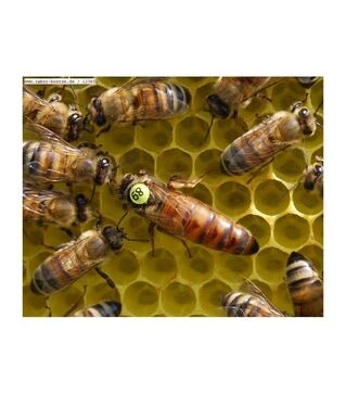 Матка неплідна Саскатраз (MP0012)