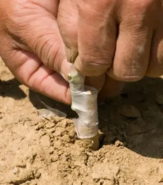 Стрічка для щеплення Buddy Tape 25 мм, без перфорації, 5 м (BT5/25)