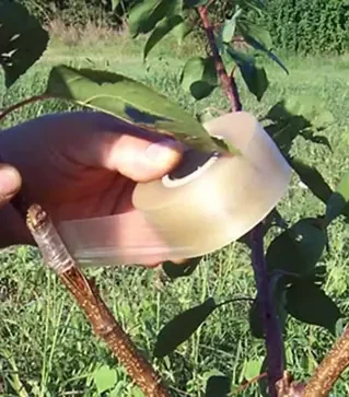 Стрічка для щеплення MAXIFILM 32 мм, без перфорації, 70 м (MAXIFILM70)