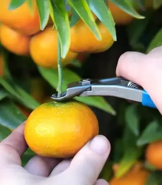 Ножницы для уборки MANZANA M14L-AM, 130 мм