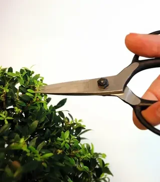 Ножницы Okatsune 203 для бонсая, 210 мм (KST203)