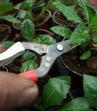 Садові ножиці Okatsune 304 з подовженим лезом, 190 мм (KST304)