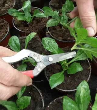 Садовые ножницы Okatsune 306 с длинным закругленным лезвием, 200 мм (KST306)