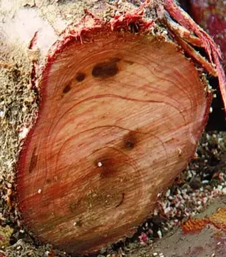 Пила Silky Gomtaro 240-8 Root, в чехле (153-24)