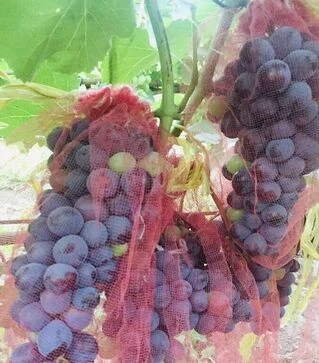 Сетка для защиты винограда 5 кг, 28х40 см, 50 шт (30610)