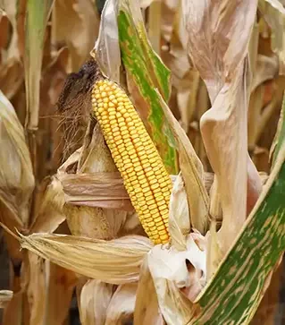 Кукуруза ЛГ31305, п.е. 50 тыс. семян (LG)