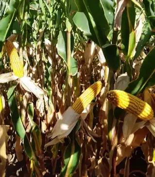 Кукуруза ЛГ31284, п.е. 50 тыс. семян (LG)