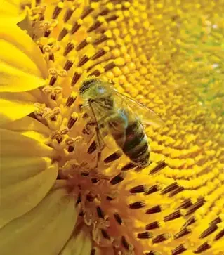 Подсолнечник ЛГ50529 СХ, п.е. 150 тыс. семян (LG)