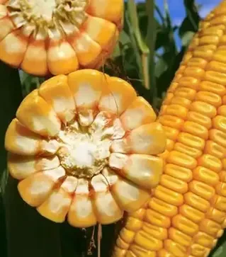 Кукуруза ЛГ30308, п.е. 50 тыс. семян (LG)