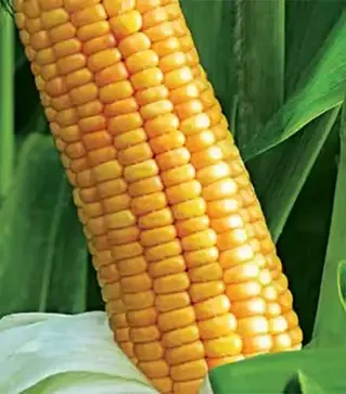 Кукуруза ЛГ30267, п.е. 50 тыс. семян (LG)