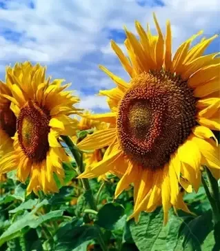 Соняшник ЛГ50450, п.о. 150 тис. насінин (LG)