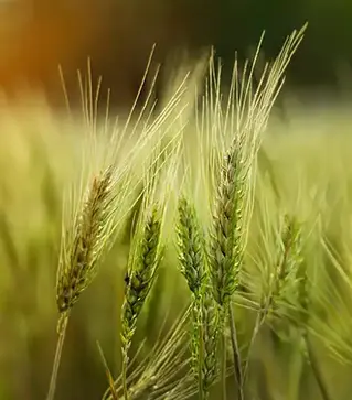 Пшениця озима Октава Одеська, т (Степова)