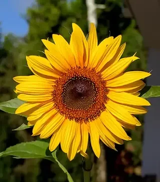 Подсолнечник ЛГ58630, п.е. 150 тыс. семян (LG)