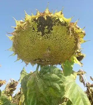 Подсолнечник АР 1801, п.е. 150 тыс. семян (Агро Ритм)