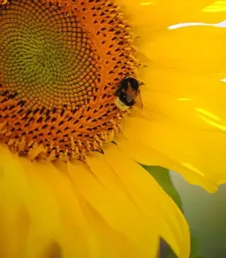 Соняшник ЛГ50550 КЛП, п.о. 150 тис. насінин (LG)