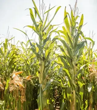 Кукуруза ЛГ31479, п.е. 50 тыс. семян (LG)