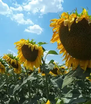 Подсолнечник ЛГ50510, п.е. 150 тыс. семян (LG)