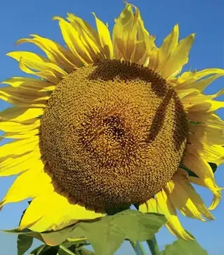 Подсолнечник ЛГ5542 КЛ, п.е. 150 тыс. семян (LG)