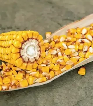 Кукурудза ЛГ30315, п.о. 50 тис. насінин (LG)