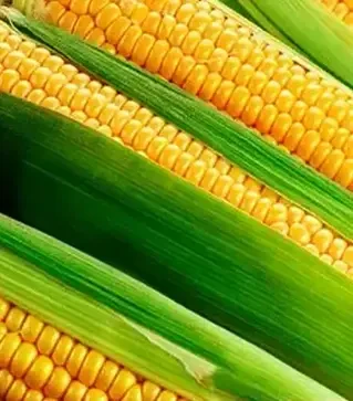 Кукурудза ЛГ30215, п.о. 50 тис. насінин (LG)