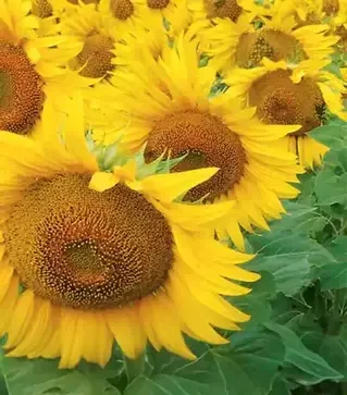 Соняшник ЛГ50479 СХ, п.о. 150 тис. насінин (LG)