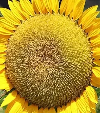 Подсолнечник АР Импульс, п.е. 150 тыс. семян (Агро Ритм)