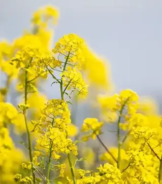 Рапс озимый ЛГ Антигуа, п.е. 1500 тыс. семян (LG)