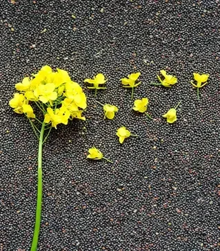 Рапс озимый Аляско, п.е. 1500 тыс. семян (LG)