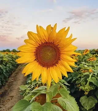 Подсолнечник ЛГ50779 СХ, п.е. 150 тыс. семян (LG)