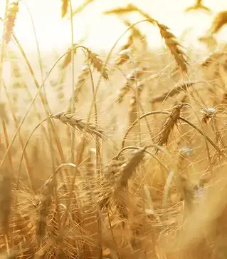 Озимая пшеница Мудрость Одесская, т (Агро Ритм)