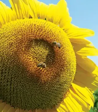 Подсолнечник Тунка, п.е. 150 тыс. семян (LG)