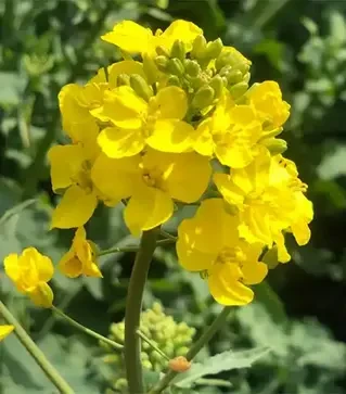 Ріпак озимий Астроном, п.о. 1 500 тис. насінин (LG)