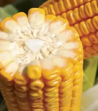 Кукурудза Джоді, п.о. 50 тис. насінин (LG)