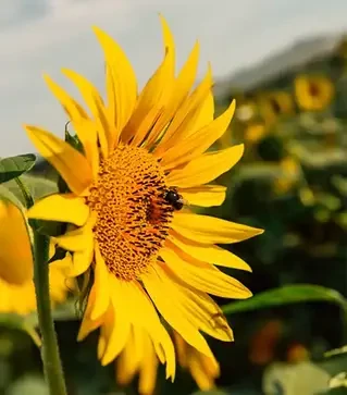 Подсолнечник ЛГ59580, п.е. 150 тыс. семян (LG)