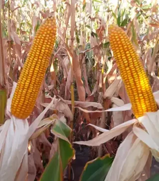 Кукурудза ЛГ30273, п.о. 50 тис. насінин (LG)