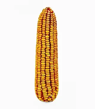 Кукуруза РАМ 1333, п.е. 80 тыс. семян (Seed Grain)