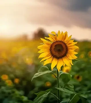 Подсолнечник ЛГ58390, п.е. 150 тыс. семян (LG)