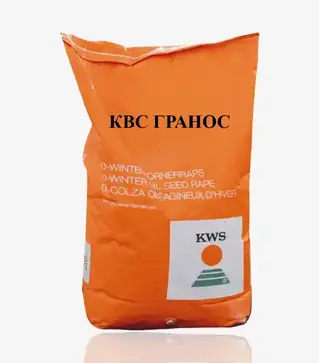Ріпак озимий КВС Гранос, п.о. 1 500 тис. насінин (KWS)