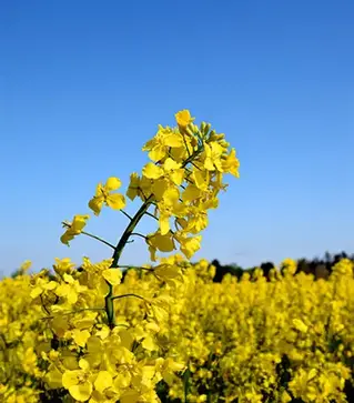 Рапс озимый ЛГ Арнольд, п.е. 1500 тыс. семян (LG)