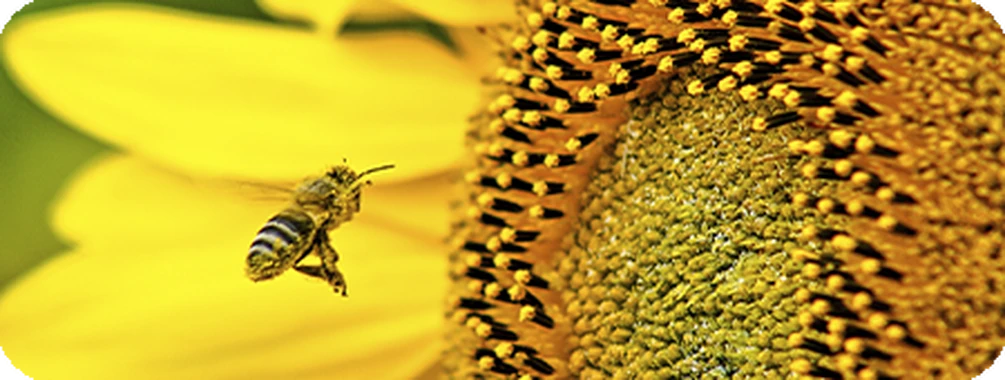 Десикація соняшнику: чому, як і коли проводити