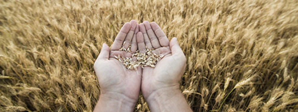 Десикація — хімічне підсушування з користю для агрокультур