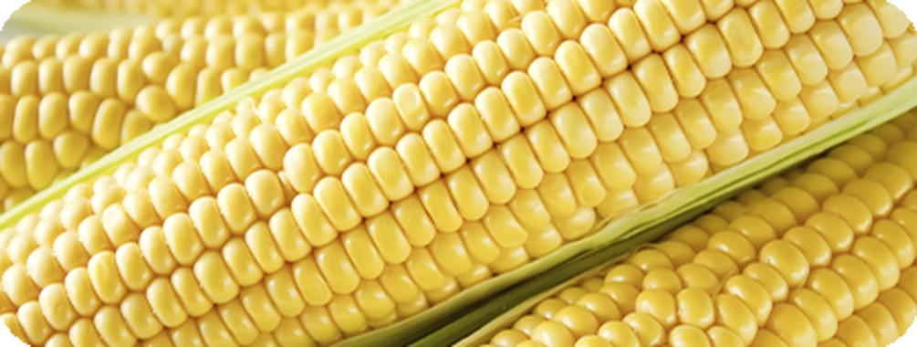 Десикація кукурудзи: кому і коли це потрібно
