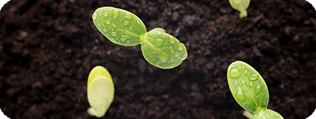 Особливості вирощування кавунів в Україні