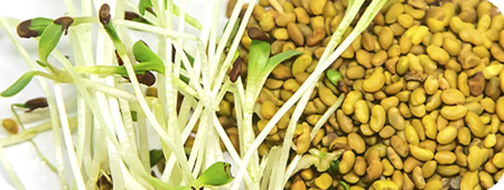 Люцерна — культура з користю для грунтів