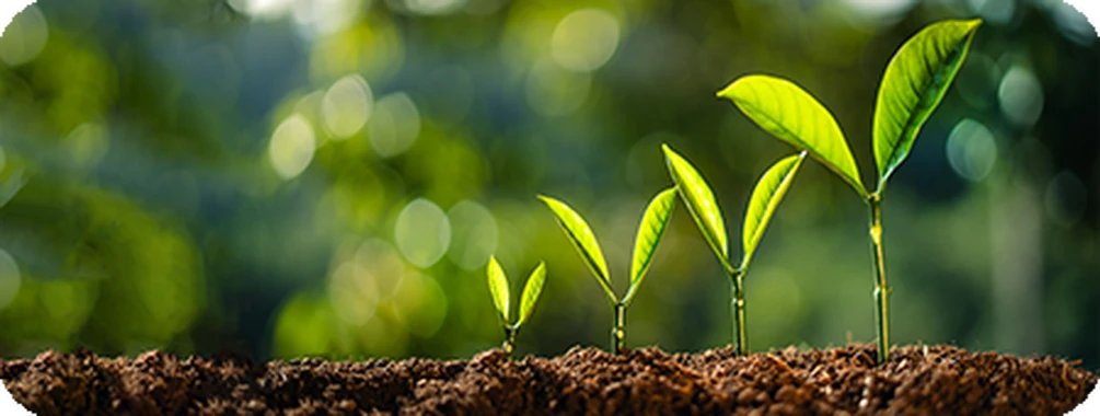 Стимулятори росту рослин: природні та синтетичні гормони